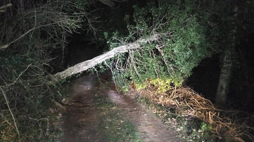 Caduta di un albero in Via di Falgano - Intervento Vab Valdisieve