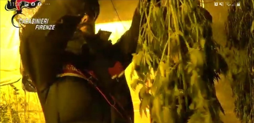 Foto dell'operazione Carabinieri di Pontassieve per filiera produttiva di Marijuana