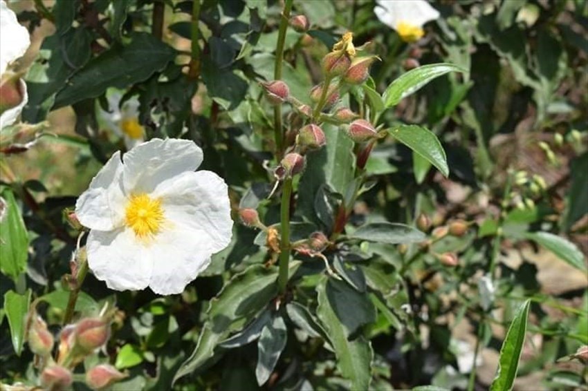 Cisto laurino in fiore lungo il Sentiero delle Burraie