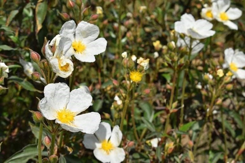 Cisto laurino in fiore lungo il Sentiero delle Burraie