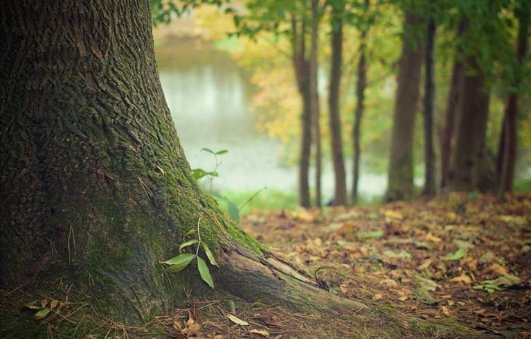 Il bosco di Inno