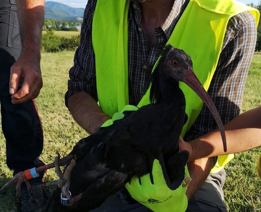 L'ibis eremita soccorso