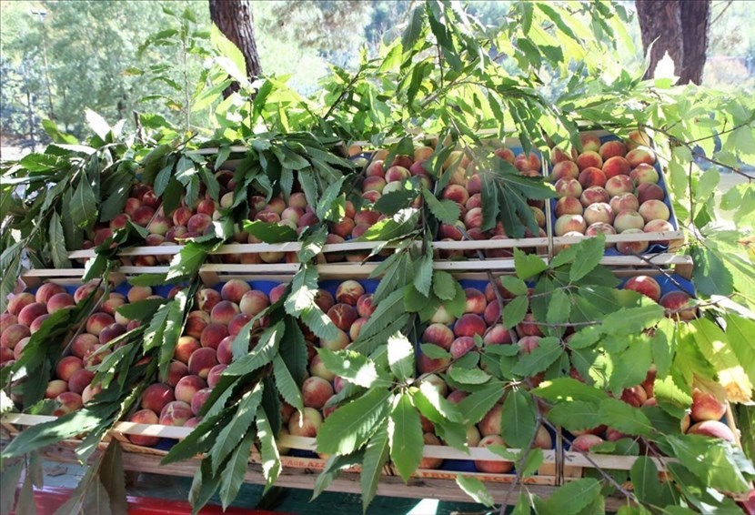 Pesca regina di Londa