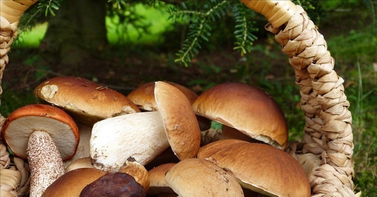 un bel cesto di porcini appena raccolti