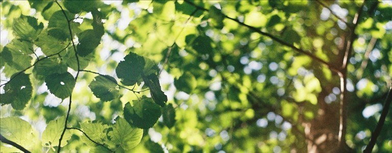 più alberi in città