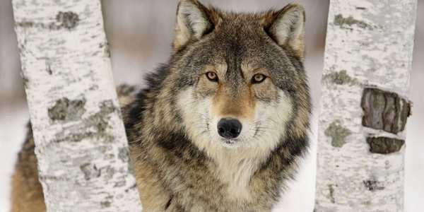 Incontri ravvicinati con un Lupo a Scarperia. La bellezza della natura, ma occorre fare attenzione