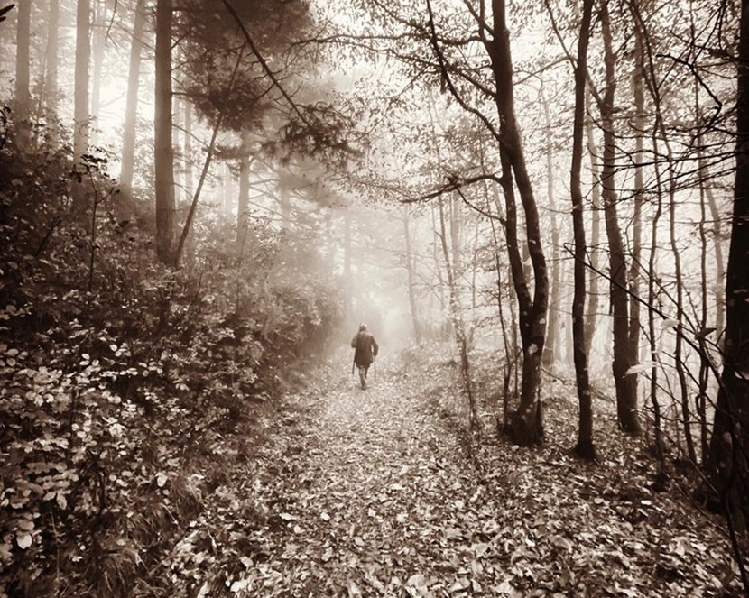 La magia del bosco in bianco e nero. Foto del Giorno
