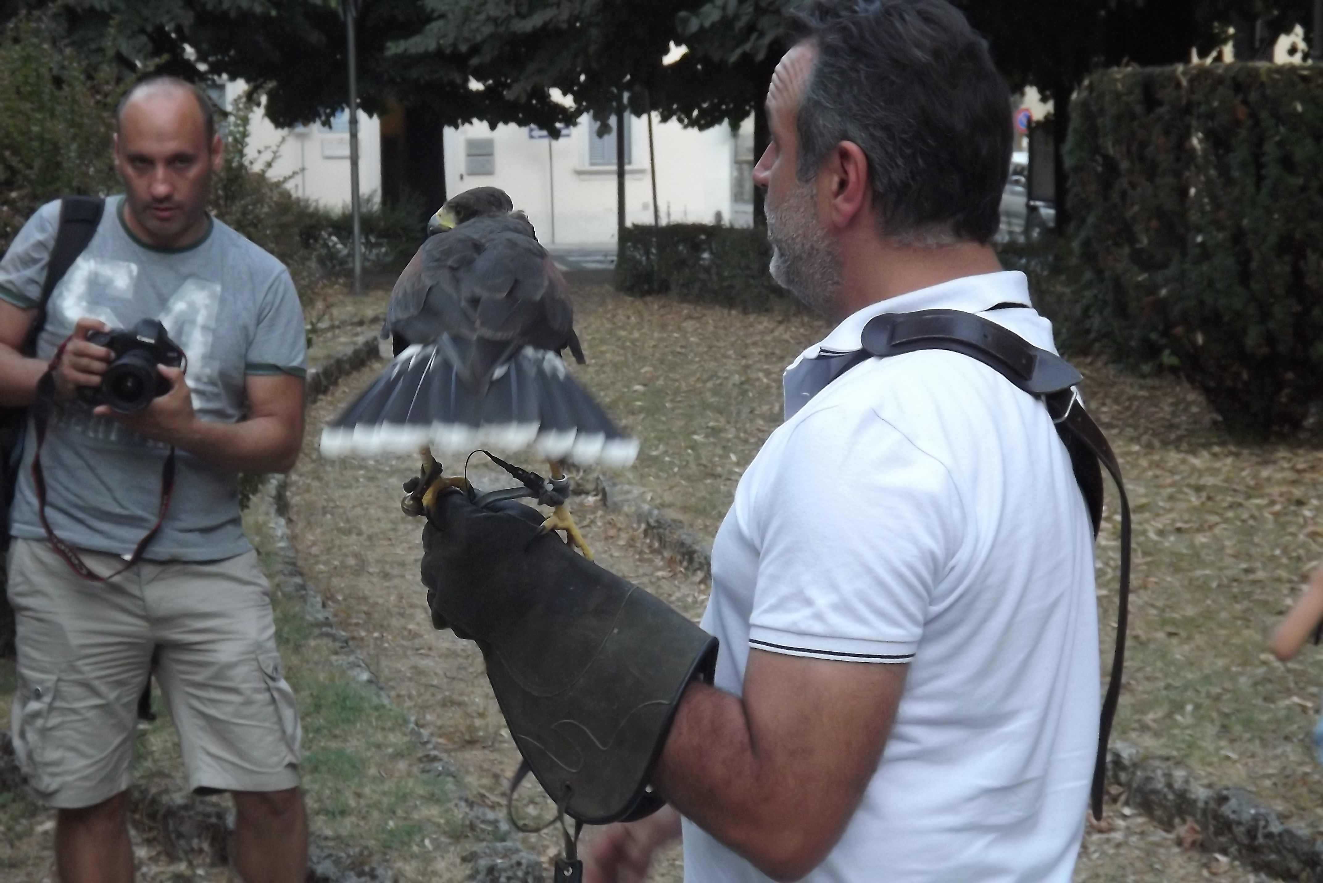 Borgo, le foto dei falchi in azione contro gli storni....