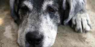 Convivere con un cane che invecchia. Tutto quello sa sapere