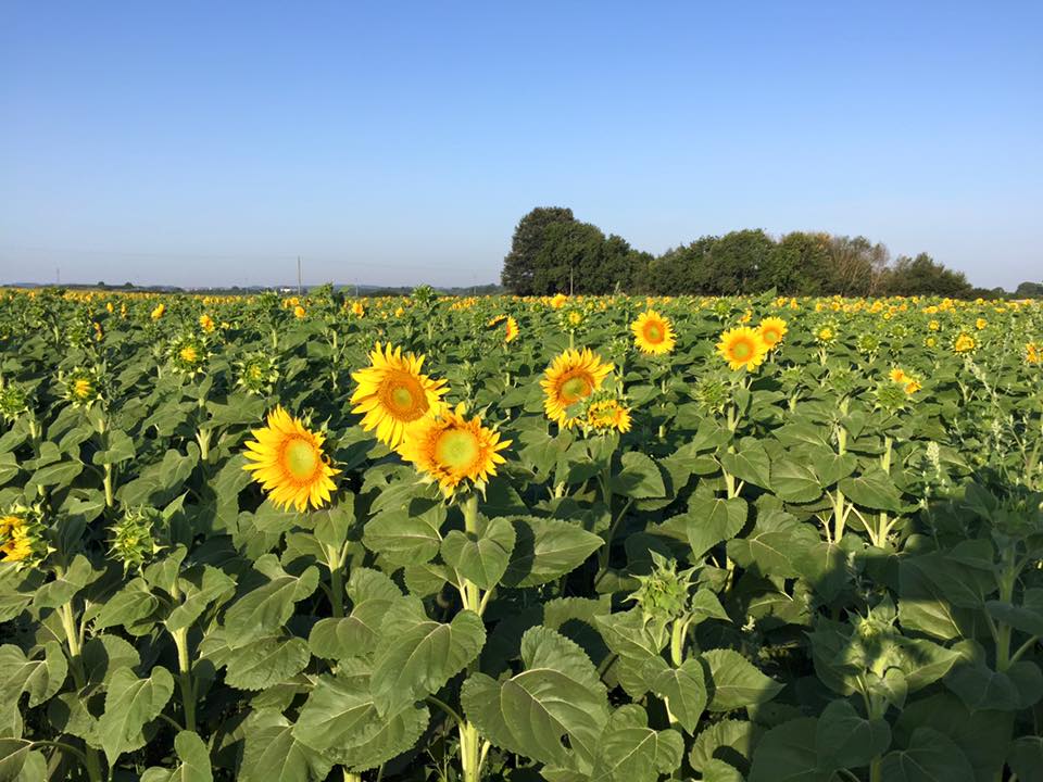 A piedi sulla Francigena. Altre due tappe, nonostante il caldo