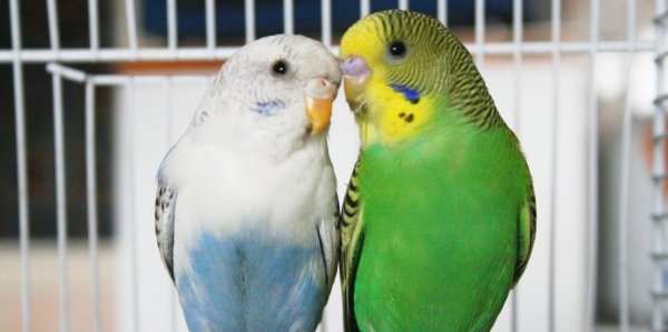 Autori mugellani, la storia di Pratino. Parliamone, di domenica