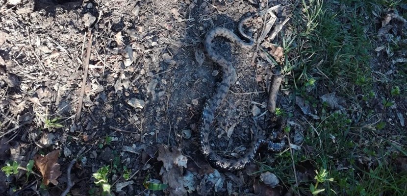 A Ronta trovata oggi la prima vipera della primavera 2021. Foto del Giorno