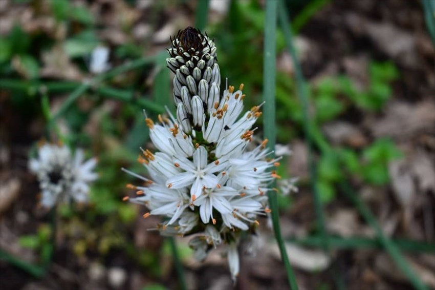 Asfodelo in fiore