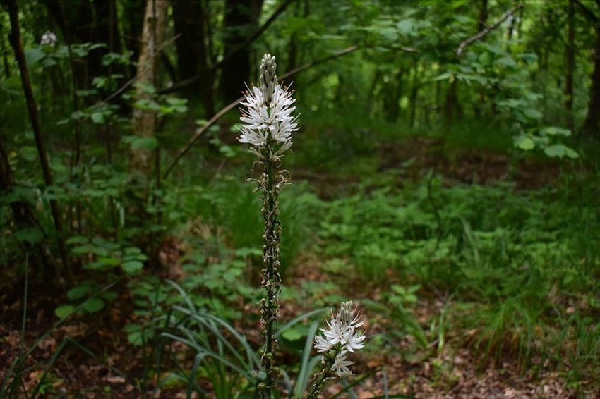 Asfodeli in fiore