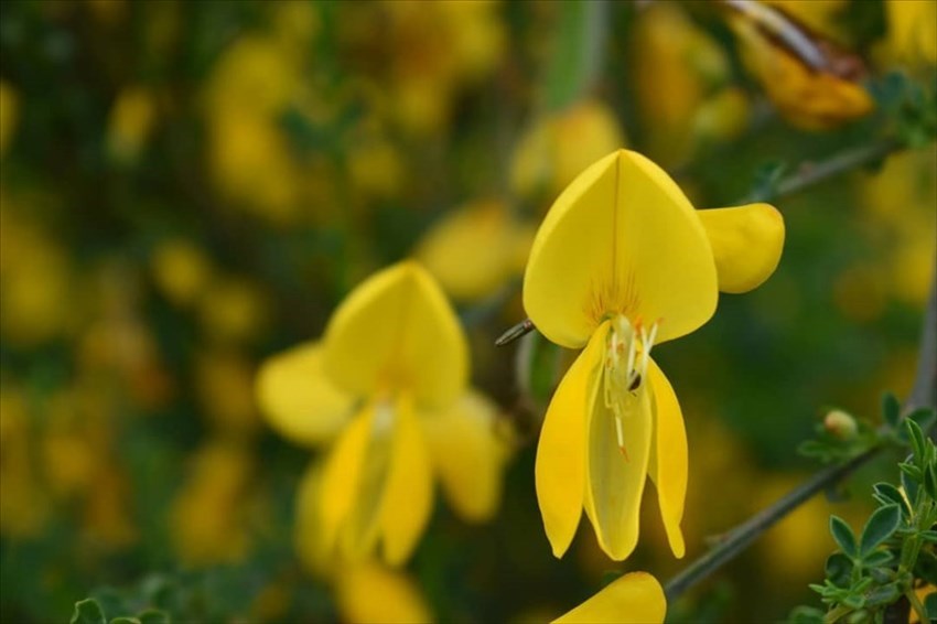 Ginestra in fiore