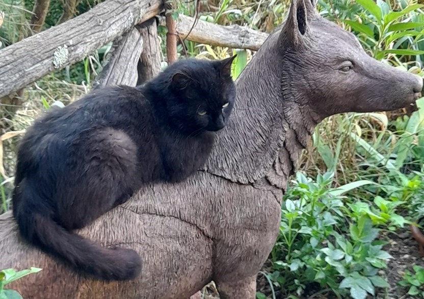Il gatto ed il lupo. Foto del Giorno