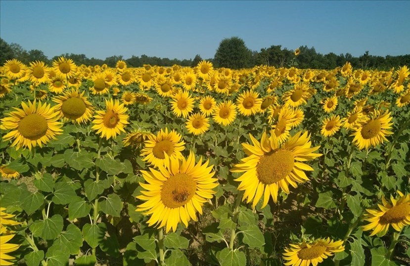 La magia dei girasoli in Mugello. Foto del Giorno