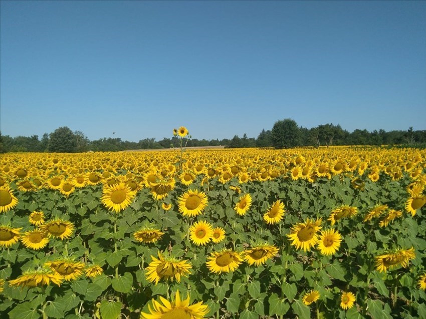 I girasoli