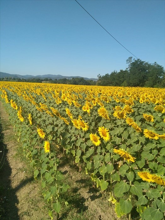 I girasoli